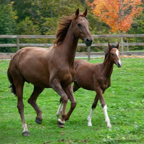 proud mother horse  baby  steven olmstead redbubble