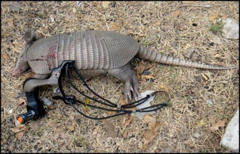 Texas Man Struck By Ricochet What Caliber For Armadillo The Truth