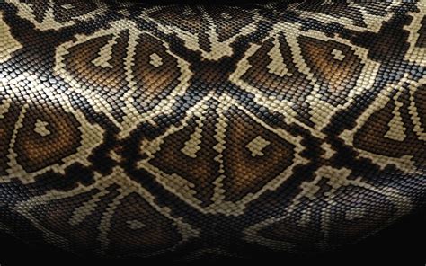 wallpapers snake skin wallpapers vintazhnye tsvetochnye fony tekstury