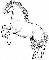 Kuda Mewarnai Binatang Buku Belajar Halaman sketch template