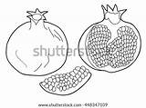 Vector Pomegranate Drawn Adults Fruit Coloring Children Hand Book Illustration Shutterstock Search sketch template