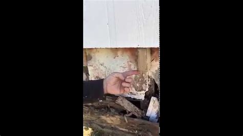repairing termite damage   mobile home youtube