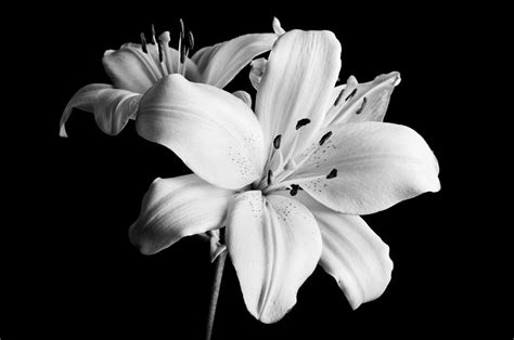 Asian Lilies 1 Photograph By Sebastian Musial Fine Art America