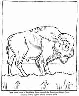 Buffalo Wildlife Bison Kolorowanki Dzieci Cowboy Designlooter Coloringhome sketch template