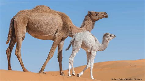 camels nwf ranger rick