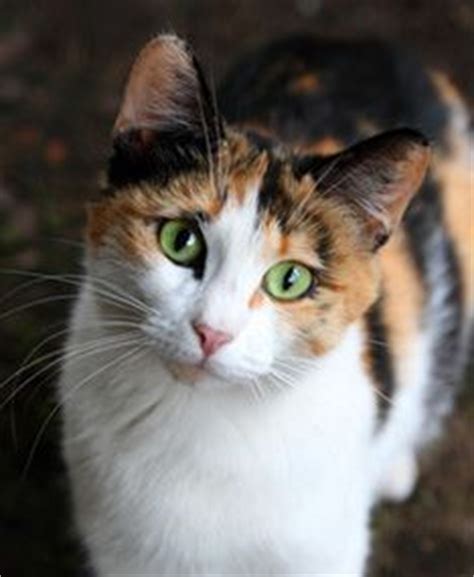 calico cats cats  search  pinterest