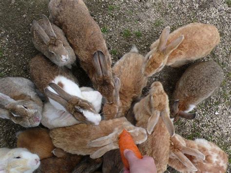 People Feeding Rabbits Finally A Site Dedicated To The