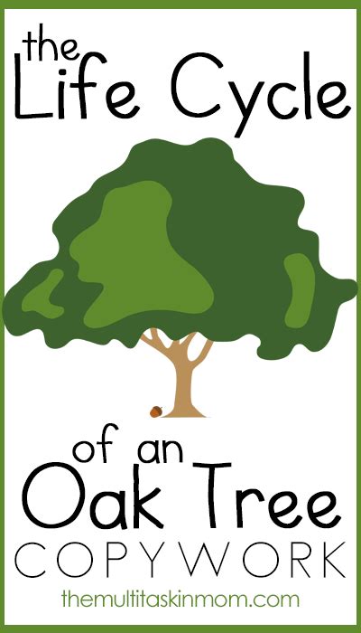tree life cycle copywork printables  homeschool deals