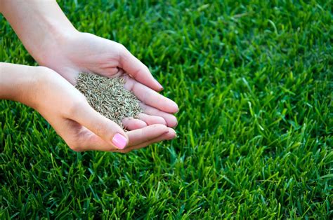 grow grass tips   newly seeded lawn
