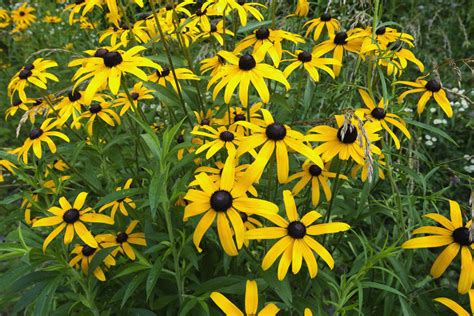 perennial flowers  start  seed