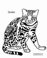 Ocelot Coloring Drawing Pages Designlooter Getdrawings Cartoon 1000px 8kb Baby Getcolorings Color sketch template