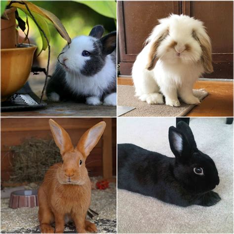 imagenes razas de conejos hermosas  quienes adoran  los conejos tiernos