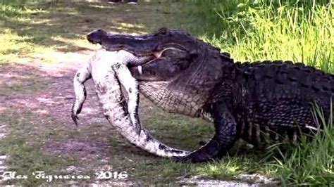 massive alligator eats another alligator like it s nbd