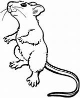 Mouse Drawing Cute Color Coloring Mice Pages Rat Clipart Advertisement sketch template