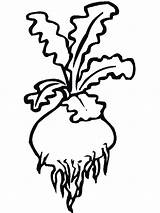 Turnip Coloring Pages Drawing Vegetables Recommended Clipartmag sketch template