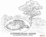 Pine Longleaf Drawing Tree State Getdrawings Coloring sketch template