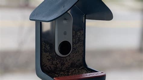 Bird Buddy Review This Smart Bird Feeder Captures Your Backyard Birds