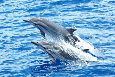 top places to spot dolphins in india dolphin destinations in india