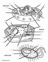 Organelle Prokaryotes Eukaryotes Biologycorner sketch template
