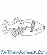 Triggerfish Picasso Draw Tutorial Print sketch template