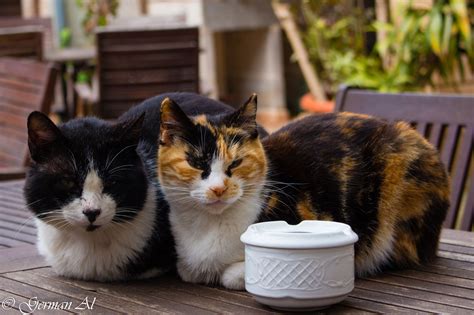 cat family photo cats cat family cat family photo