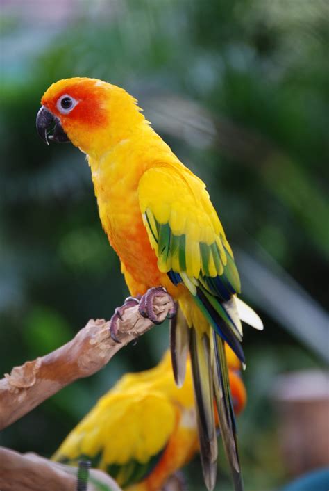 birds guide sun parakeet