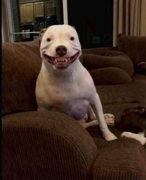 silly dogs showing   hilarious toothy smiles  leave