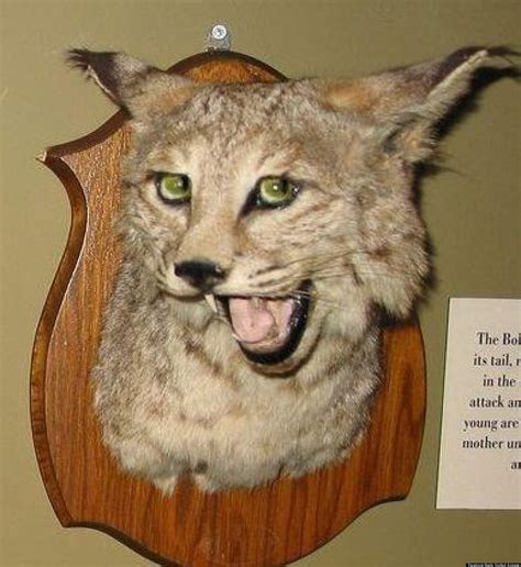 hilariously bad taxidermy celebrated  facebook  badly stuffed
