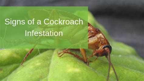 signs of a cockroach infestation radar pest control