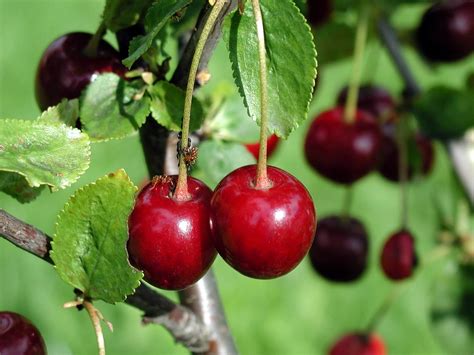 Free Picture Cherry Fruit Tree