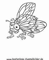Fliege Ausmalbilder Ausmalen Insekten Ausmalbild Ausdrucken Malvorlagen sketch template