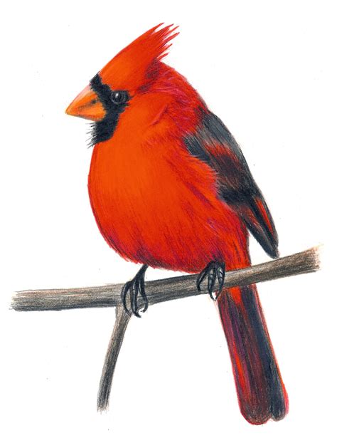 red cardinal bird clip art    clipartmag