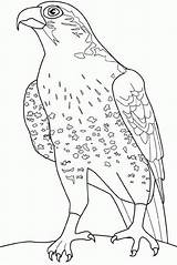 Faucon Falcon Coloriage Falcons Bird Falco Colorat Pasari Colorare P34 Uccelli Aquila Planse Aquile Halcones Hawk Colorier Crecerelle Lombardi Primiiani sketch template