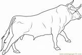 Coloring Mewarnai Darat Hewan Cattle Banteng Ongole Jantan Sketsa Lengkap Putih Hitam sketch template