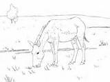 Coloring Donkeys Pages Ass Kiang Wild sketch template