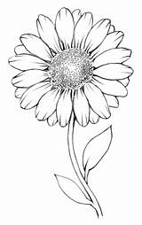 Daisy Drawing Flower Daisies Flowers Outline Drawings Draw Easy Simple Small Sunflower Show Curved Lesson Angled Leaf sketch template