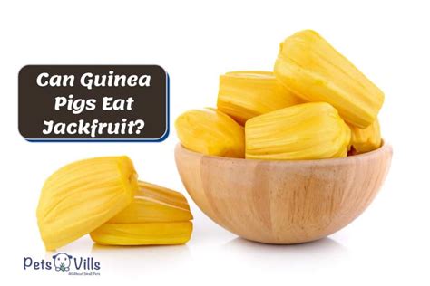 guinea pigs eat jackfruit health benefits guide
