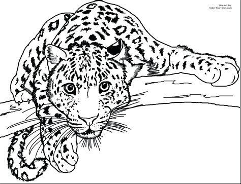 baby cheetah coloring pages  getcoloringscom  printable