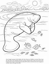 Coloring Manatee Pages Dugong Printable Kids Dover Animal Publications Para Animals Sheets Manatees Manati Florida Book Doverpublications Worksheets Designlooter Books sketch template