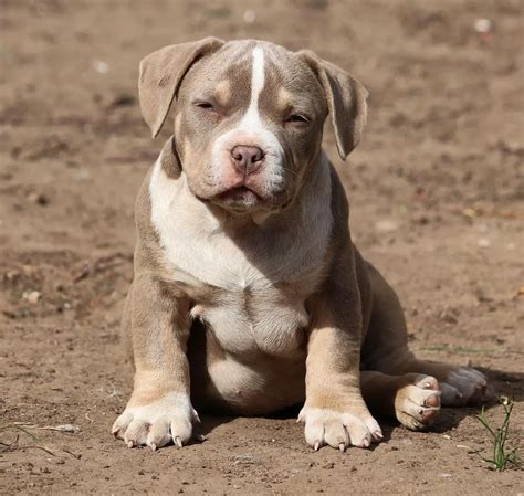 cute pics  american bully dog picture hd bleumoonproductions