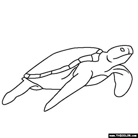 sea turtle coloring page turtle coloring pages sea turtle