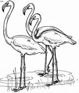 Flamingo Coloring Pages Drawing Bahamas Kids Printable Social Studies Color Animal Birds Flamingos National Symbols Africa Colouring Simple Printables Print sketch template