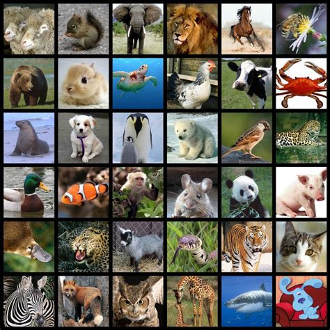 conoce las diferentes especies de animales  existen images
