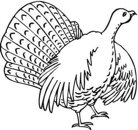 print   turkey coloring pages   kids