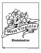Virginia Coloring Flower West State Pages Rhododendron Drawing Indiana Jr Wv Wvu Kids Printable Classroom Flowers Tattoo Template Drawings Classroomjr sketch template