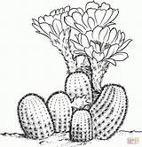Cactus Coloring Pages Desert Drawing Clipart Printable Sheets Dessin Lobivia Pear Prickly Cactaceae Colorier Supercoloring Flower Clipground Drawings Plants Plant sketch template