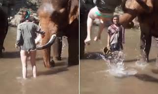 tourist is sent flying through the air by elephant daily mail online
