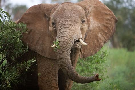 african elephant   wildly  species