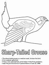 Coloring Grouse Sharp Ruffed Tailed Pages Template Printable Birds Saskatchewan Canadian Bird Colouring Canada Gif Choose Board 06kb sketch template