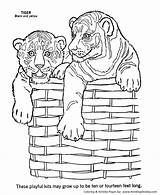 Coloring Tiger Pages Wild Playful Kits Animals Honkingdonkey Print Pair sketch template